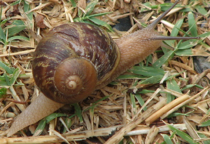 Helix  pomatia ??